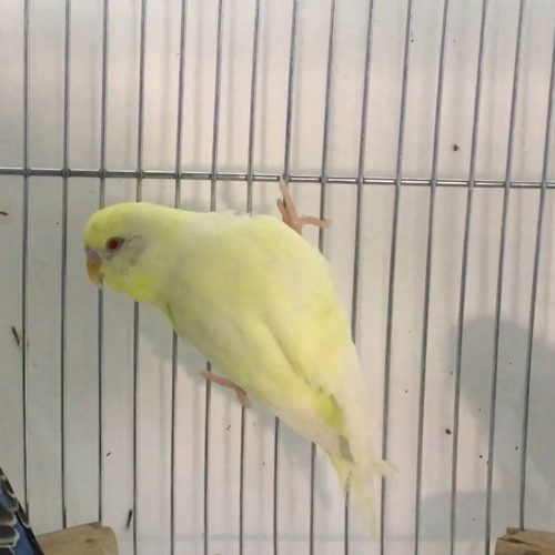 Budgie Identifier - Budgie World